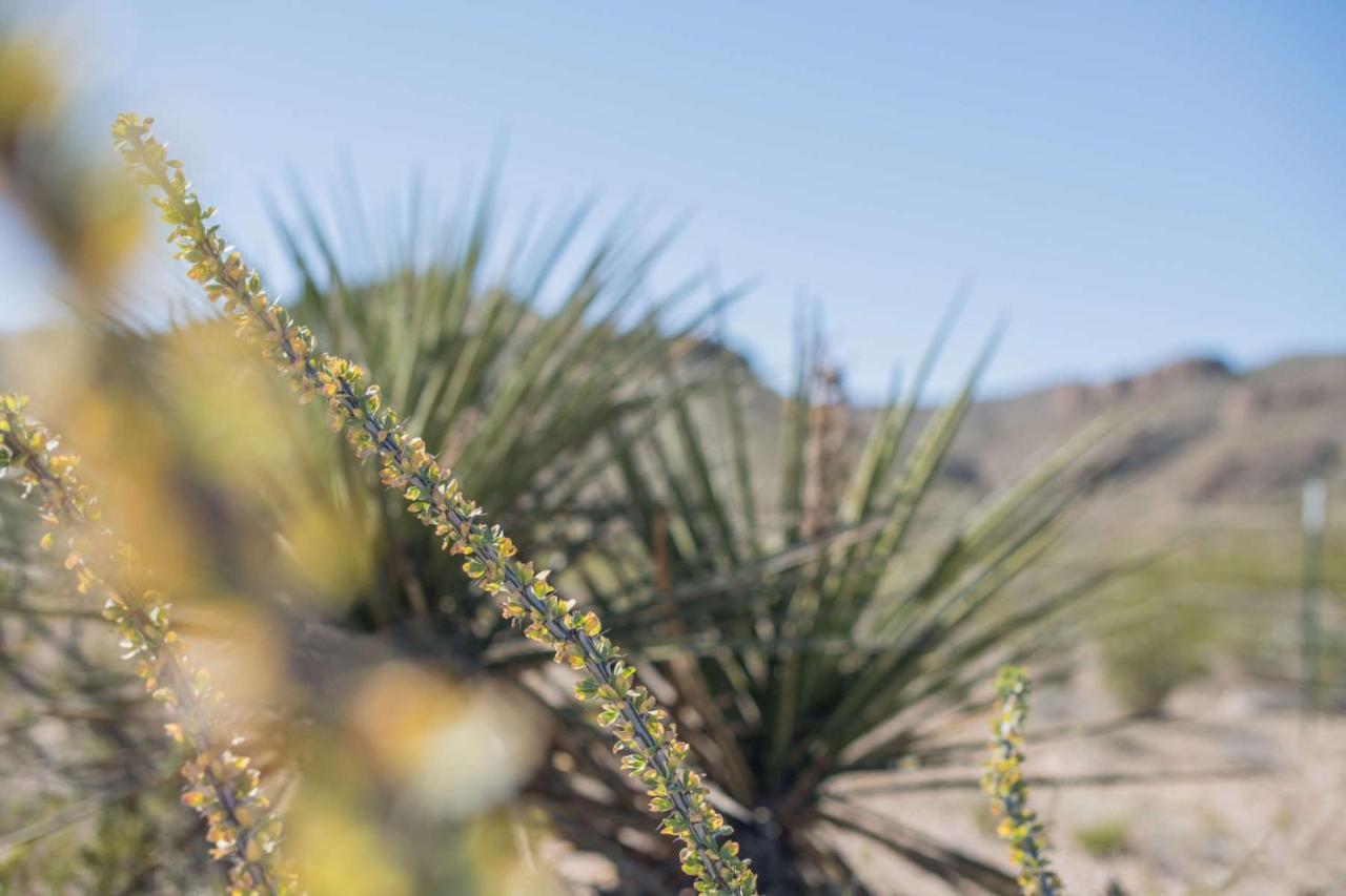 Camping At Desert Gardens Oasis In Lobo, Tx Van Horn Bagian luar foto