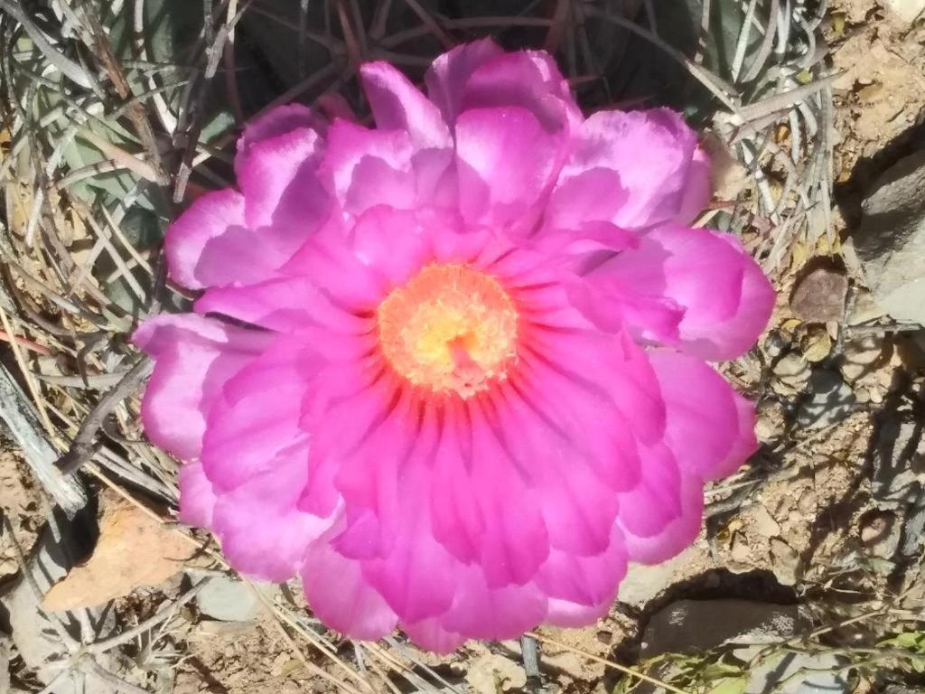 Camping At Desert Gardens Oasis In Lobo, Tx Van Horn Bagian luar foto