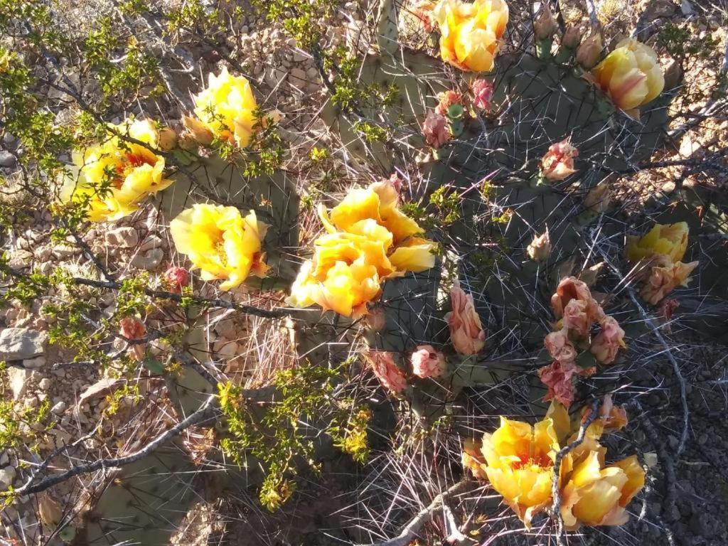 Camping At Desert Gardens Oasis In Lobo, Tx Van Horn Bagian luar foto