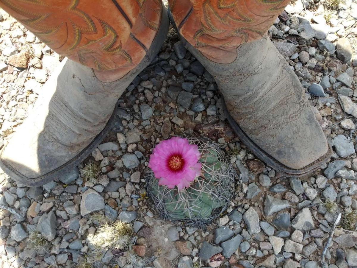 Camping At Desert Gardens Oasis In Lobo, Tx Van Horn Bagian luar foto