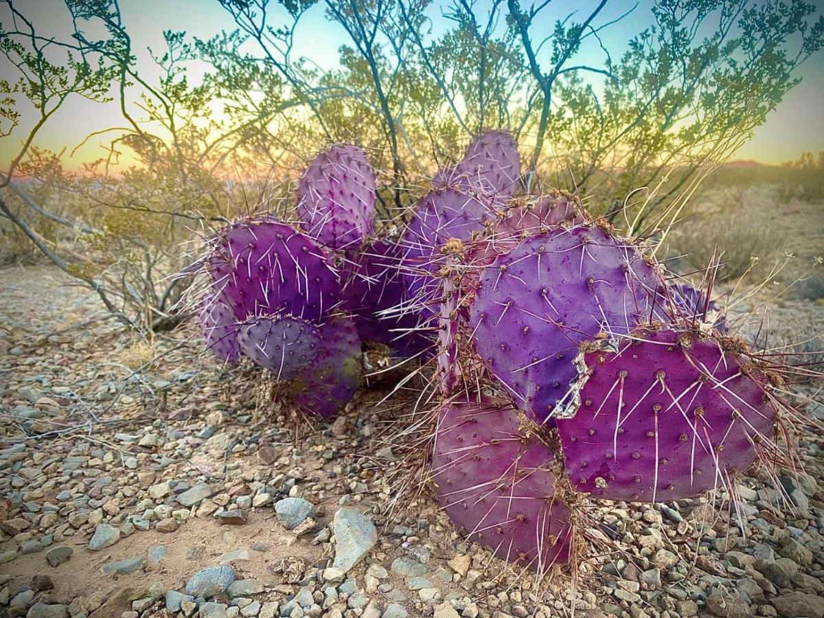 Camping At Desert Gardens Oasis In Lobo, Tx Van Horn Bagian luar foto